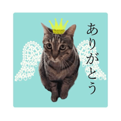 [LINEスタンプ] ホッコリフゥちゃん
