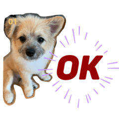 [LINEスタンプ] 我が家のハーフ犬ポメチ③