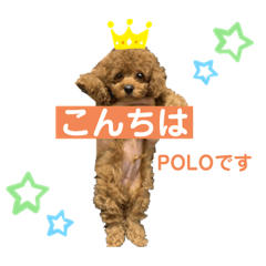 [LINEスタンプ] トイプードルのPOLOちゃん