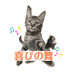 [LINEスタンプ] 我が家のファンキーニャンズ5