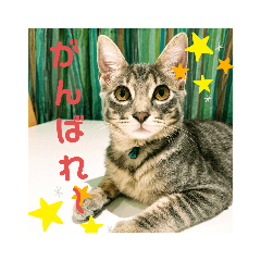 [LINEスタンプ] ねこのシェルちゃん
