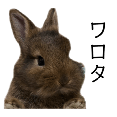 [LINEスタンプ] うさぎの（ モナカ おこげ コメコ こむぎ）