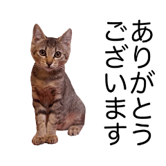 [LINEスタンプ] おてんばツンデレ猫しちみ “デカ文字”の画像（メイン）