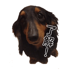 [LINEスタンプ] コロンちゃんスタンプ♩