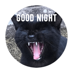 [LINEスタンプ] good night  stanp cat