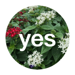 [LINEスタンプ] yes  stanp  Japanese flowerの画像（メイン）