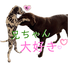 [LINEスタンプ] チョコラブ チョコ＆ダルメシアン ダル