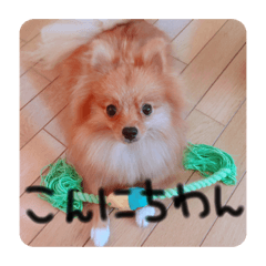 [LINEスタンプ] あずきのいる生活