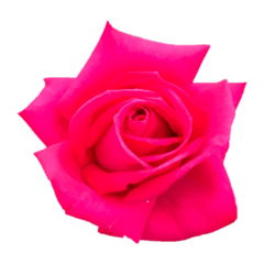 [LINEスタンプ] シンプルなバラの花スタンプ