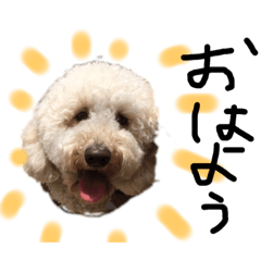 [LINEスタンプ] かいくんのすたんぷ 2019