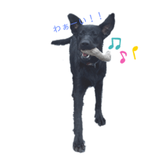 [LINEスタンプ] 柴犬JESSI☆黒ラブMAX ＆BUDDYの画像（メイン）