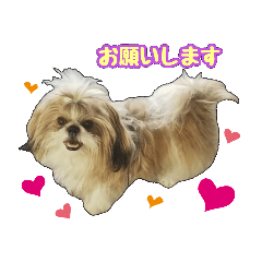 [LINEスタンプ] シーズー★メロディー