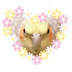 [LINEスタンプ] オカメインコのまさはる＆まめろースタンプ