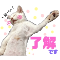 [LINEスタンプ] 森内家のにゃんこ！③敬語バージョン！