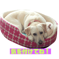 [LINEスタンプ] shiba_20191012181446