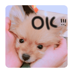 [LINEスタンプ] るんろーこむあずの毎日