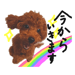 [LINEスタンプ] トイプードルのランちゃんスタンプ