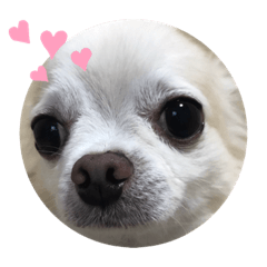 [LINEスタンプ] dog  stanp Chihuahuaの画像（メイン）