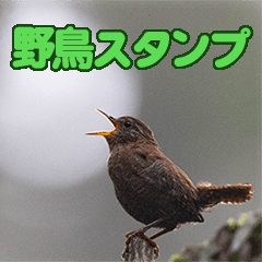[LINEスタンプ] 野鳥の写真スタンプ