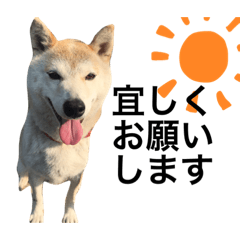 [LINEスタンプ] 柴犬みつ-Shibainu Mitsu-の画像（メイン）