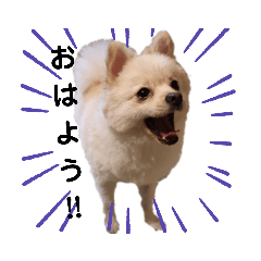 [LINEスタンプ] 可愛い犬達スタンプ