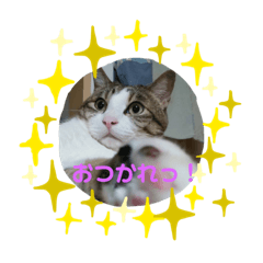 [LINEスタンプ] 岡崎キキ