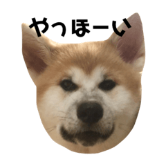 [LINEスタンプ] 秋田犬の部長～(女の子)