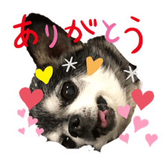 [LINEスタンプ] チワワのココロくん♥️