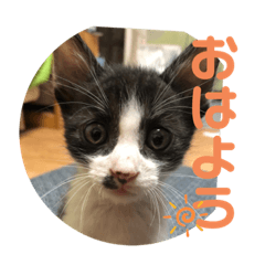 [LINEスタンプ] はちわれ猫 小太郎スタンプ(   ᷇ᵕ ᷆  )