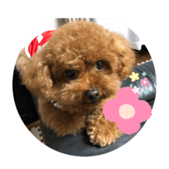 [LINEスタンプ] トイプードルのふぁどくん4