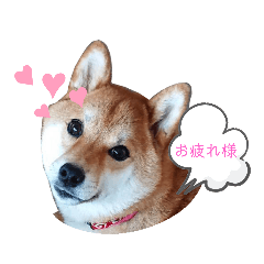 [LINEスタンプ] ❤癒しのハル氏❤Vol.1の画像（メイン）