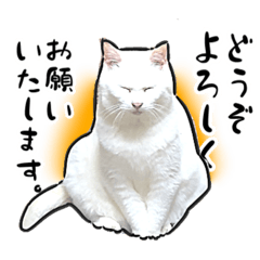 [LINEスタンプ] しろねこと愉快な仲間たち