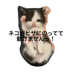 [LINEスタンプ] 日常で使えるシュールな子ネコ