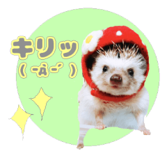 [LINEスタンプ] ハリネズミわさび☆