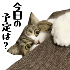 [LINEスタンプ] 猫の『まめすけ』 日常編