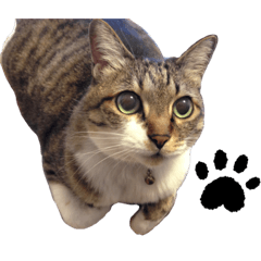 [LINEスタンプ] りんちゃんのスタンプDX