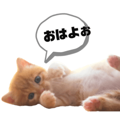 [LINEスタンプ] 仔猫のマルディー君  2