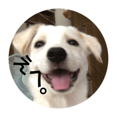 [LINEスタンプ] わが家のみるちゃん