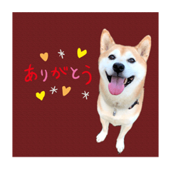 [LINEスタンプ] 柴犬の雷ちゃん@DSM