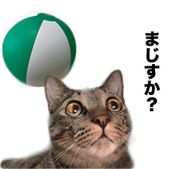 [LINEスタンプ] ビーチボールと猫のハル