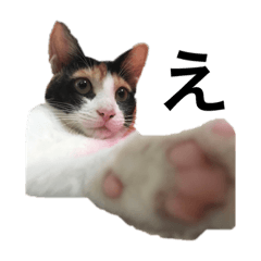 [LINEスタンプ] 三毛猫Coco