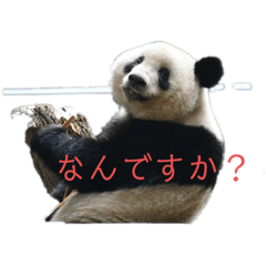 [LINEスタンプ] パンダでこんにちは