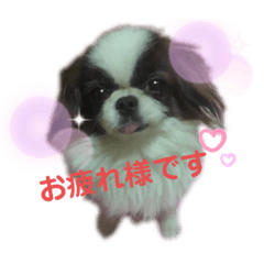 [LINEスタンプ] 愛犬の仲良し挨拶