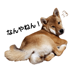 [LINEスタンプ] 柴犬モナ