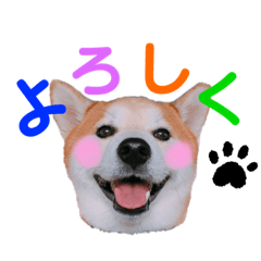 [LINEスタンプ] 柴犬の源次郎2