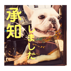 [LINEスタンプ] うちの犬と猫第2弾！
