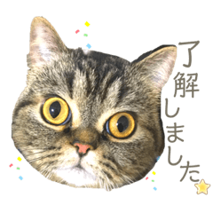 エキゾチックショートヘア『まめ』スタンプ