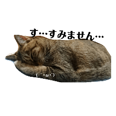 [LINEスタンプ] Neko-no-miechan