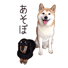 [LINEスタンプ] 柴犬のたろうくん第1弾