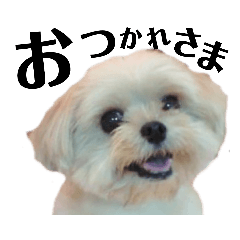 [LINEスタンプ] ポメキー犬♡ミックスナッツ